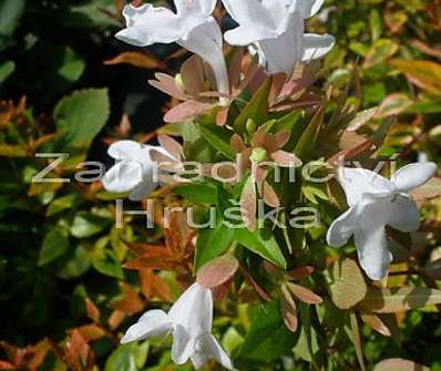abélie - Abelia grandiflora 'Kaleidoscope'®