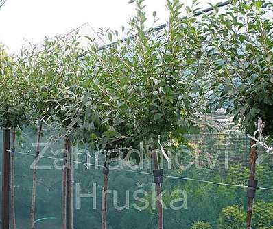 višeň - Prunus fruticosa 'Globosa'