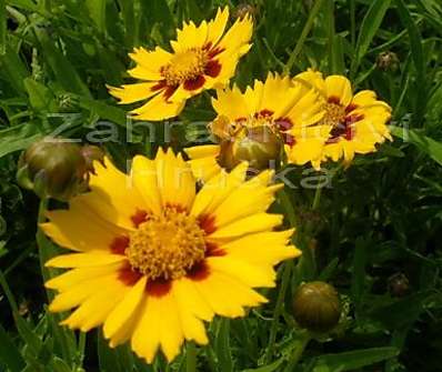 Coreopsis Heliot Yellow/Red