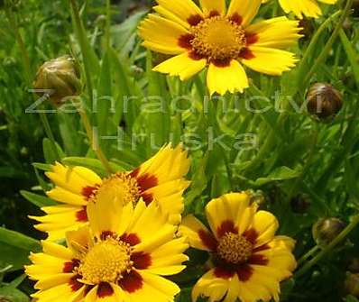 Coreopsis Heliot Yellow/Red
