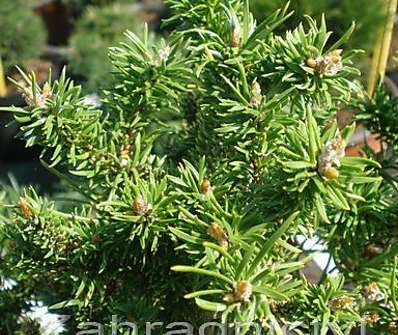 Borovice - Pinus banksiana 'Schneewerdingen'.