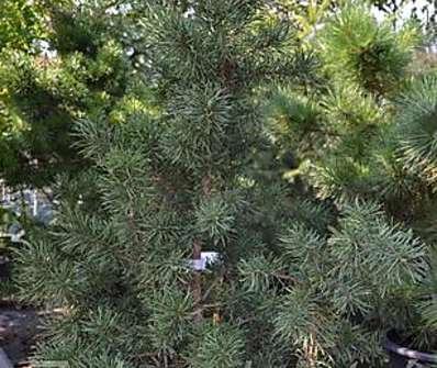 Borovice - Pinus contorta x banksiana..