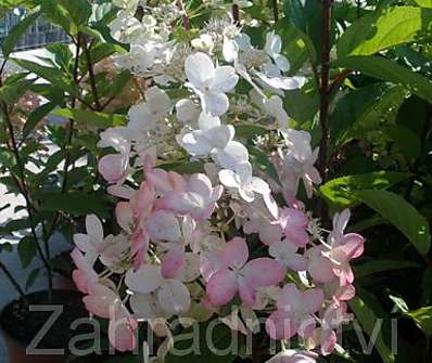 hortenzie - Hydrangea paniculata 'Pinky Winky'.