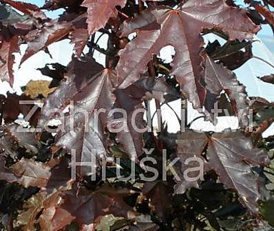 javor - Acer platanoides 'Crimson Sentry'.....