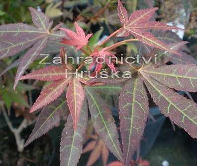 javor - Acer palmatum 'Atropurpureum'.