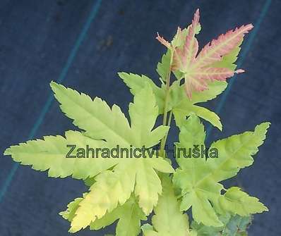 javor - Acer palmatum 'Katsura'