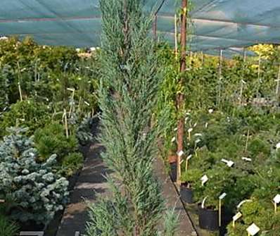 jalovec - Juniperus scopulorum 'Skyrocket'.