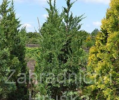 jalovec - Juniperus chinensis 'Monarch'