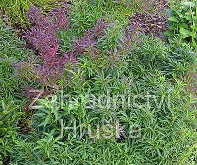 zlatice - Forsythia viridissima 'Bronxensis'
