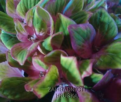 hortenzie - Hydrangea macrophylla B.D.Baroque Angel