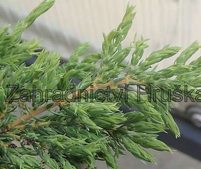 jalovec - Juniperus scopulorum 'Repens'