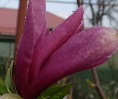 šácholan - Magnolia liliflora 'Susan'KM