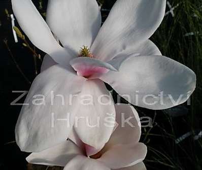 šácholan - Magnolia soulangeana 'Alexandrina'