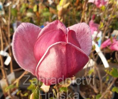 šácholan - Magnolia 'Genie'