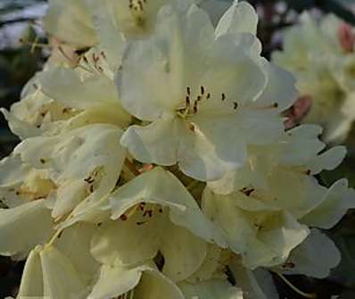 Rhododendron 'Goldbukett'