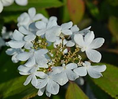 kalina - Viburnum plicatum 'Watanabe'