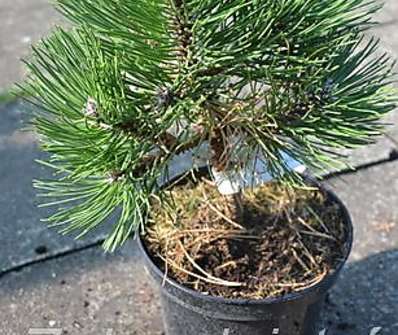 Borovice - Pinus nigra 'Štubňa'