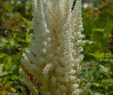 Astilbe chinensis Diamond and Pearls