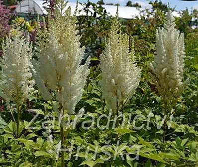 Astilbe chinensis Diamond and Pearls