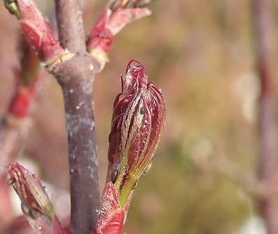 javor - Acer palmatum 'Skeeter's Broom'