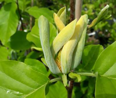 šácholan - Magnolia 'Blue Opal'