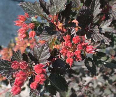 tavola - Physocarpus opulifolius 'Red Dewil'
