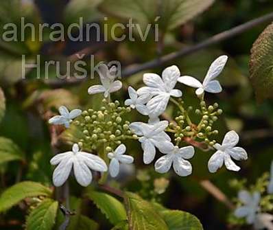 kalina - Viburnum plicatum 'Watanabe'. KM