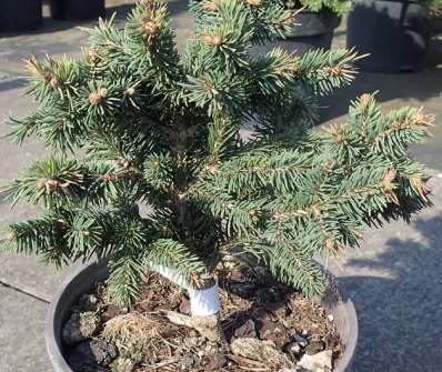 smrk - Picea abies 'Tatran'
