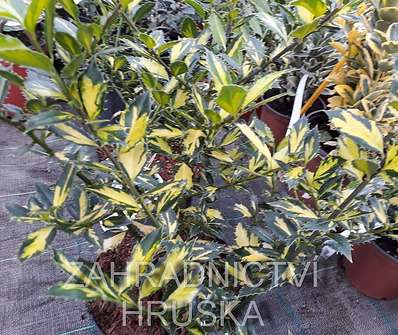 cesmína- Ilex aquifolia 'Myrthifolia Aureamaculata'