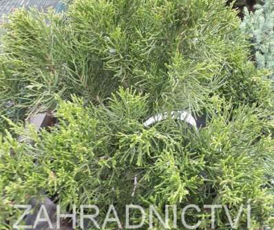 jalovec - Juniperus media 'Mint Julep'