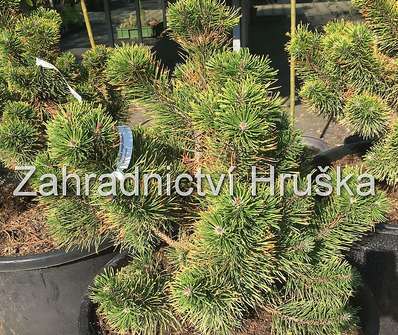 borovice - Pinus mugo 'Zundert'