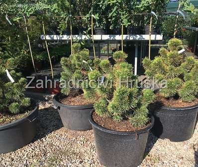 borovice - Pinus mugo 'Zundert'