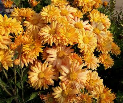 Chrysanthemum indicum Kleiner Bernstein