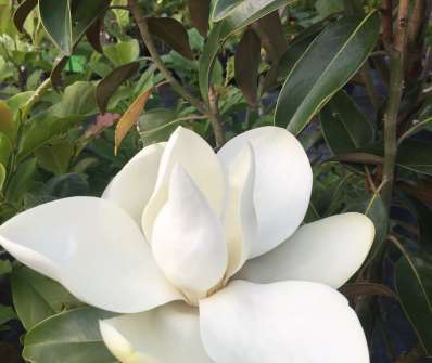 šácholan - Magnolia grandiflora 'Alta'
