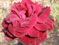 Růže Barcarolla