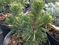 Borovice - Pinus densiflora 'Escalwood'