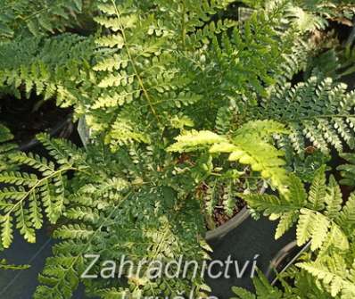 kapradina - Polystichum setiferum plumosum Densum