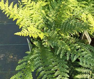 kapradina - Polystichum setiferum plumosum Densum