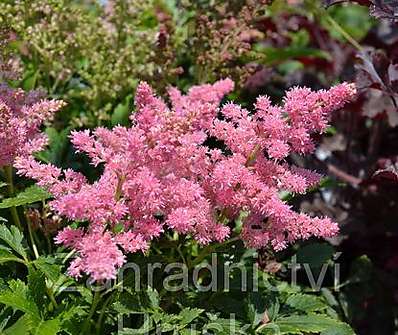 Astilbe arendsii Showstar