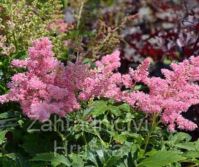 Astilbe arendsii Showstar