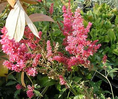 Astilbe japonica Rheinland