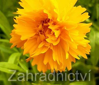 Coreopsis grandiflora Early Sunrise