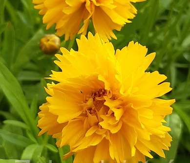 Coreopsis grandiflora Early Sunrise