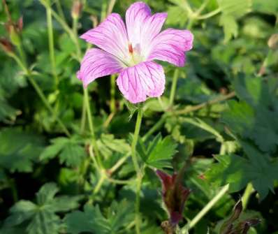 Geranium oxonianum Claridge Druce