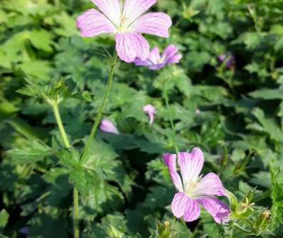 Geranium oxonianum Claridge Druce