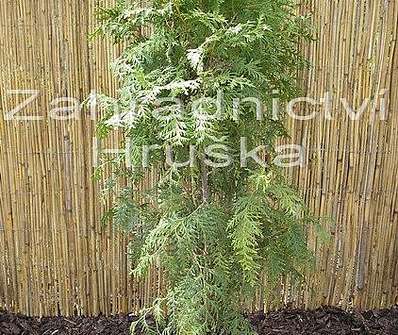 zerav - Thuja occ. 'Brabant'