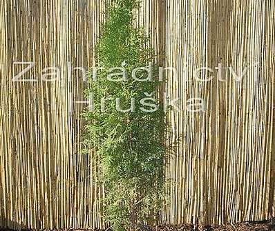 zerav - Thuja occ. 'Malonyana'