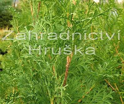 zerav - Thuja occ. 'Malonyana'