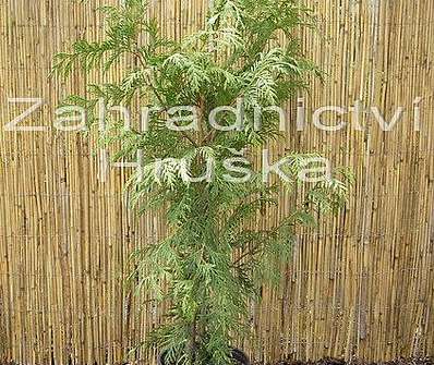 zerav - Thuja plicata 'Zebrina'