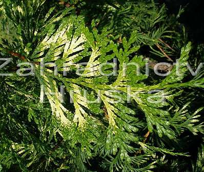 zerav - Thuja plicata 'Zebrina'